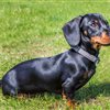 Our Dachshund from Douglas Hall Kennels is amazing. The process was seamless, and we received a healthy, well-socialised puppy.